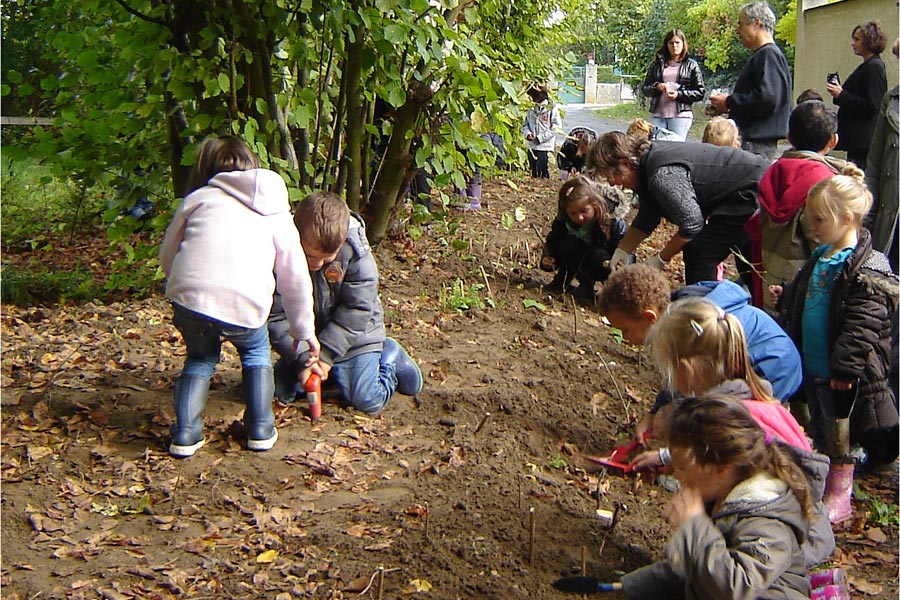 les bulbes sont plantés au verger par les écoles