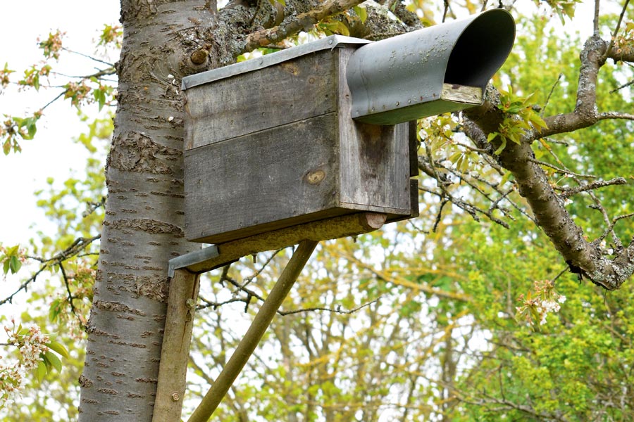 installation de nichoirs pour chouettes