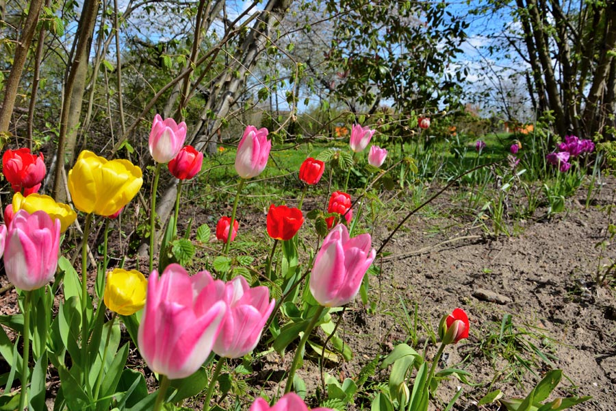 les tulipes des enfants sont sorties